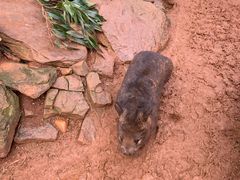 -费瑟代尔野生动物园