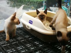 -爱宠屋pet shop·宠物洗澡·宠物美容