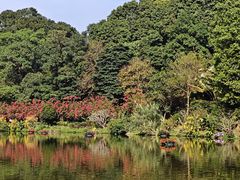 -深圳仙湖植物园