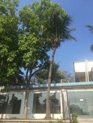 台风天过后，正好碰上天好蓝，随手拍了一张，不过这里面的园林绿化挺多的，安静。-爱帝宫通乳中心(福田总院)