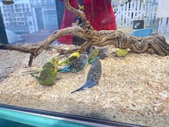 -怪兽屋·羊驼·猫咖·狗咖(俊华广场店)