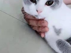 -辛巴宠物医疗中心·骨科·内分泌专科·心肾专科(亭林公园店)