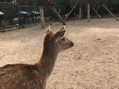 -北京麋鹿生态实验中心