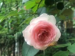-霸王虾·小龙虾香辣蟹(玉林店)
