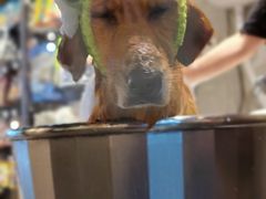 -PETKIT 小佩宠物·低压洗护·美容·寄养(安远店)