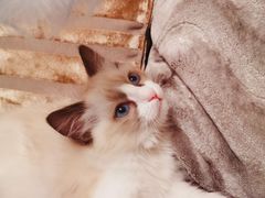 -糯米喵星人总部直营旗舰店·猫舍·幼猫出售