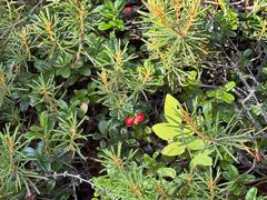 -莫尔道嘎国家森林公园