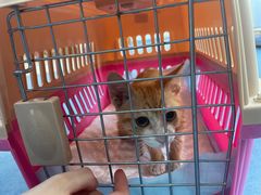 -博特宠物医院24h犬猫全科.骨科·异宠