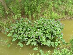 -合肥滨湖国家森林公园