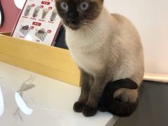 -喵园·猫主题咖啡厅·撸猫·猫咖(国贸店)