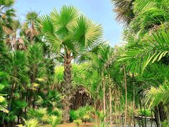 -中国科学院西双版纳热带植物园