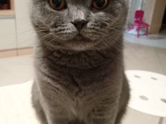 -lincat·猫舍(广州店)