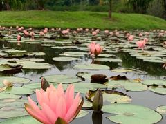 -中国科学院西双版纳热带植物园