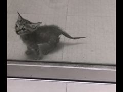 -袖虎·猫馆(体育西路店)