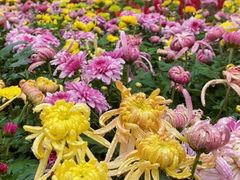 -南山植物园