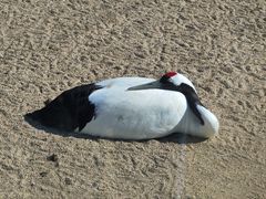 -盐城丹顶鹤湿地生态旅游区