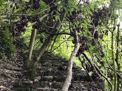 -桑洲油菜花景区