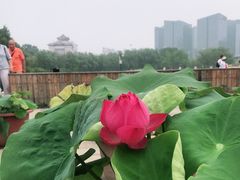 -莲花池公园