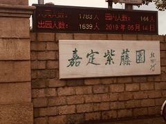 -嘉定紫藤园