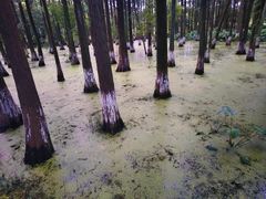 -艾溪湖湿地公园