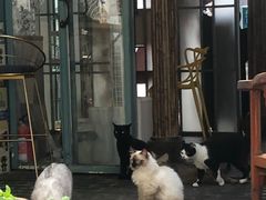 -喵屿·大理花园猫咖