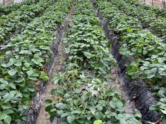 -小鱼草莓采摘园农家乐·小鱼餐厅