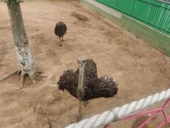 -西霞口神雕山野生动物世界