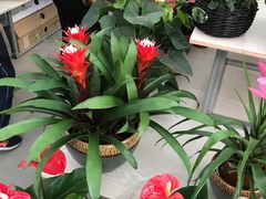 -龙大花卉苗木市场