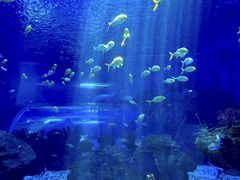 -海合安武汉极地海洋公园