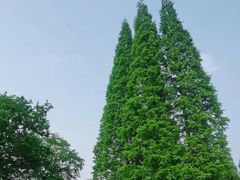 -宜兴龙背山森林公园