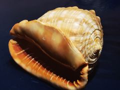 -青岛贝壳博物馆