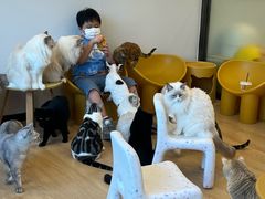-有喵·猫咖·狗咖·30几只猫10只小狗(岗厦店)