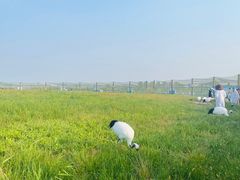-盐城丹顶鹤湿地生态旅游区