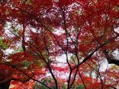 -龙井壹号·茶缘山景宴(龙井村店)