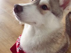 -Husky Go! 哈士奇体验馆·宠物咖啡厅狗咖