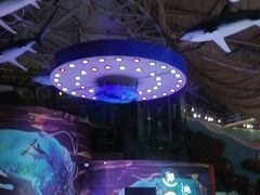 -烟台海昌鲸鲨海洋公园