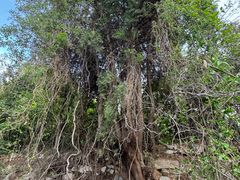 -锦屏山旅游度假区