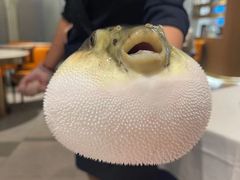 -鲐赏河豚(长寿店)