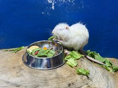 -上海大自然野生昆虫馆(东方明珠·爬宠昆虫探索中心)