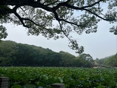 -普陀山雷迪森庄园
