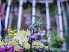 -深圳仙湖植物园