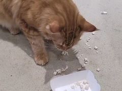 -藏猫猫咖啡主题馆(中央大道店)