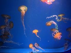-海合安成都极地海洋公园