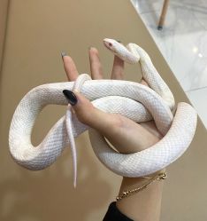 -Moni星球萌宠·小马宝莉·灵蛇·高端高阶全萌宠互动体验俱乐部(红豆国际广场店)