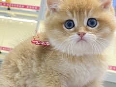 -lincat·猫舍(广州店)