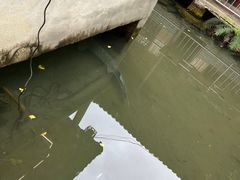 -源泉冷水鱼庄(小鱼洞店)