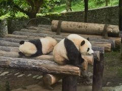 -都江堰中华大熊猫苑