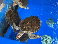 -成都浩海立方海洋公园