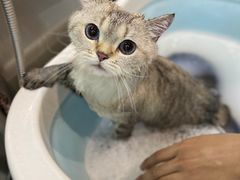 -PETKIT小佩宠物·低压洗护(国顺东路店)