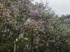 -广州莲花山旅游区